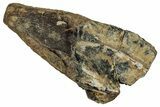 Large, Fossil Triceratops Shed Tooth - Montana #350658-1